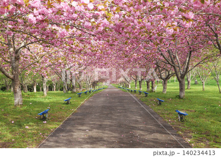 羅生門さくら公園(桜のトンネル)51951 羅生門さくら公園(桜のトンネル)51951 140234413