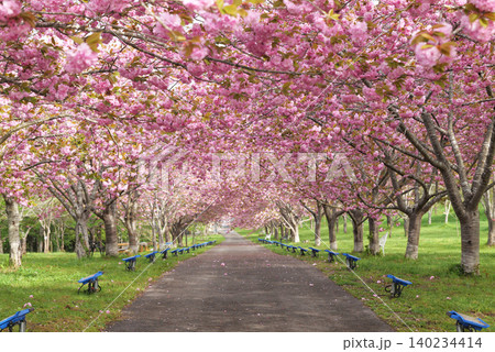羅生門さくら公園(桜のトンネル)51953 羅生門さくら公園(桜のトンネル)51953 140234414