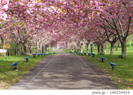羅生門さくら公園（桜のトンネル）51983- 140234424