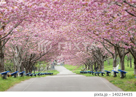 羅生門さくら公園（桜のトンネル）51 140234435