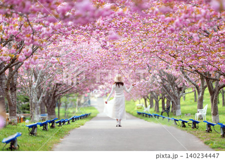 羅生門さくら公園（桜のトンネル）51517-- 140234447