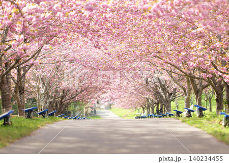 羅生門さくら公園(桜のトンネル)51582 羅生門さくら公園(桜のトンネル)51582 140234455
