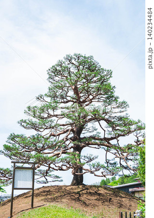 初期中山道 平出の一里塚の松の木 140234484