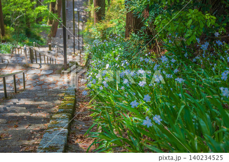 【身延山】菩提梯と脇に咲くシャガ【久遠寺】 【身延山】菩提梯と脇に咲くシャガ【久遠寺】 140234525