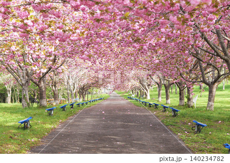 羅生門さくら公園(桜のトンネル)51924- 羅生門さくら公園(桜のトンネル)51924- 140234782