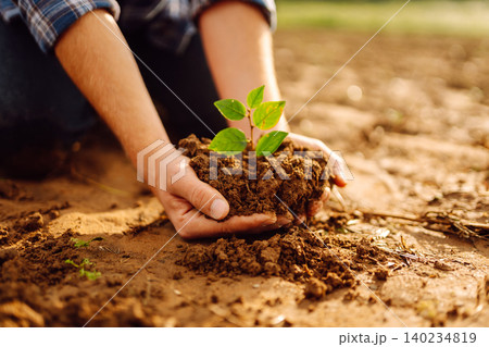 Close-up of a farmer's hands holding a young plant with soil. Gardening concept, agriculture. 140234819