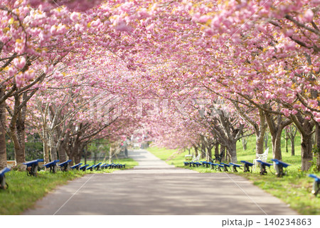羅生門さくら公園(桜のトンネル)51597 羅生門さくら公園(桜のトンネル)51597 140234863