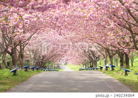 羅生門さくら公園（桜のトンネル）51600 140234864