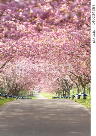 羅生門さくら公園(桜のトンネル)51601 羅生門さくら公園(桜のトンネル)51601 140234865
