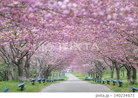 羅生門さくら公園（桜のトンネル）51646 140234873
