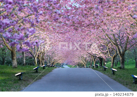 羅生門さくら公園(桜のトンネル)51671 羅生門さくら公園(桜のトンネル)51671 140234879