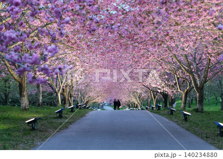 羅生門さくら公園（桜のトンネル）51676 140234880