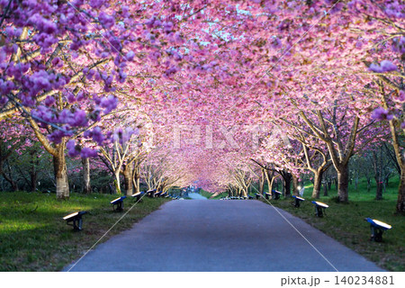 羅生門さくら公園(桜のトンネル)51679- 羅生門さくら公園(桜のトンネル)51679- 140234881