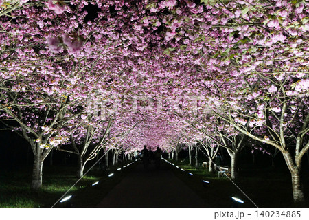 羅生門さくら公園（桜のトンネル）51750 140234885