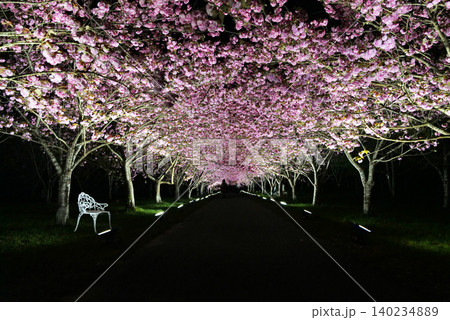 羅生門さくら公園（桜のトンネル）51810 140234889