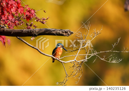 紅葉と黄葉を背景に枝にとまるカワセミの秋風景 紅葉と黄葉を背景に枝にとまるカワセミの秋風景 140235126