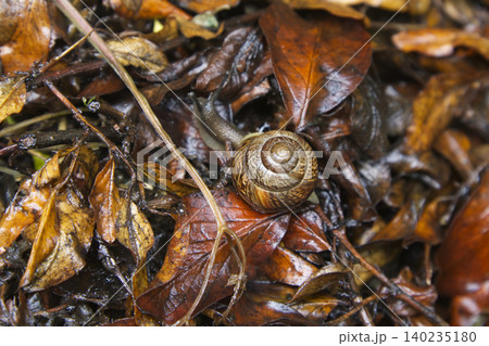 Snail Crawling on Wet Autumn Leaves Top View Snail Crawling on Wet Autumn Leaves Top View 140235180