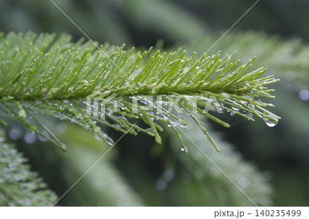 Close-Up of Raindrops on Green Fir Needle Branch Close-Up of Raindrops on Green Fir Needle Branch 140235499