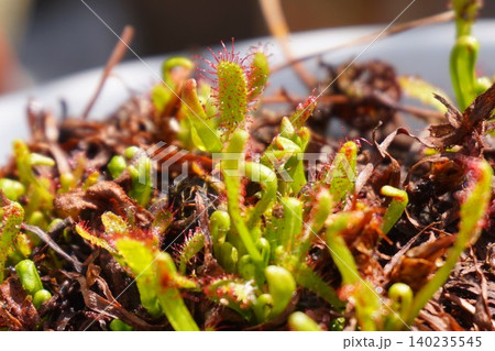 食虫植物 アフリカナガバノモウセンゴケ モウセンゴケ ナガバノモウセンゴケ 食虫植物 アフリカナガバノモウセンゴケ モウセンゴケ ナガバノモウセンゴケ 140235545