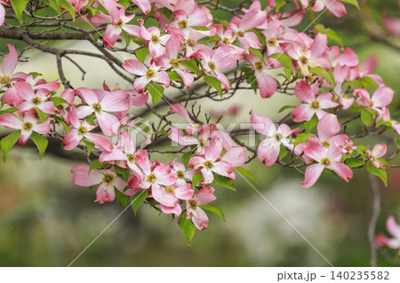 満開のハナミズキの花(あしかがフラワーパーク) 満開のハナミズキの花(あしかがフラワーパーク) 140235582