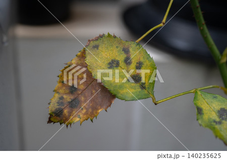 Black spot occurs on yellow rose leaves. Black spot reduces the plant's ability to photosynthesize, weakening it and making it prone to winter damage. Black spot occurs on yellow rose leaves. Black spot reduces the plant's ability to photosynthesize, weakening it and making it prone to winter damage. 140235625