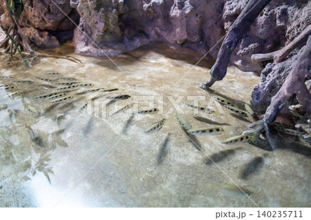 The group of Shooting Fish, Archerfish or Toxotes chatareus Hamilton The group of Shooting Fish, Archerfish or Toxotes chatareus Hamilton 140235711