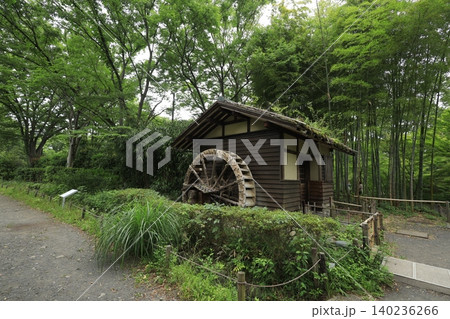 府中市郷土の森博物館 あじさい 府中市郷土の森博物館 あじさい 140236266