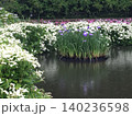 初夏の水辺にさく菖蒲 140236598
