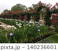 花菖蒲 140236601