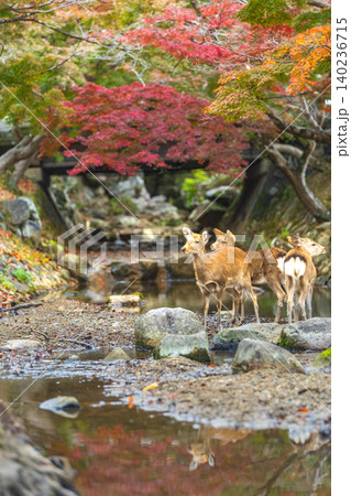Deer herd by stream with vibrant autumn foliage and reflection Deer herd by stream with vibrant autumn foliage and reflection 140236715