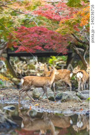 Herd of deer drinking water near a bridge during autumn foliage season Herd of deer drinking water near a bridge during autumn foliage season 140236716