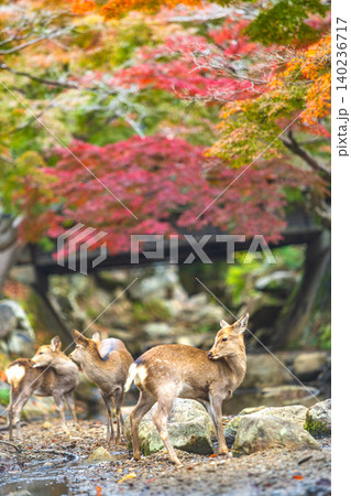 Herd of deer in Nara Park during vibrant autumn foliage season Herd of deer in Nara Park during vibrant autumn foliage season 140236717