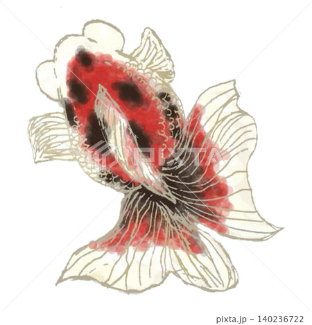 金魚 出目金 赤黒 140236722