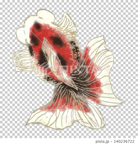 金魚 出目金 赤黒 140236722