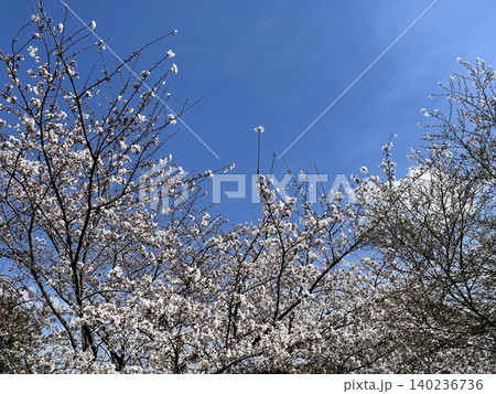 澄み渡る快晴の青空に見守られて咲き誇る満開の桜 澄み渡る快晴の青空に見守られて咲き誇る満開の桜 140236736