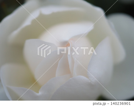 バラの花びら(グラミスキャッスル 20260515061551) バラの花びら(グラミスキャッスル 20260515061551) 140236901