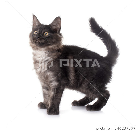 maine coon kitten 140237377