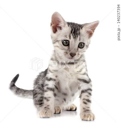 bengal kitten in studio 140237394