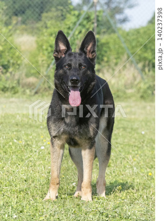 training of german shepherd 140237398