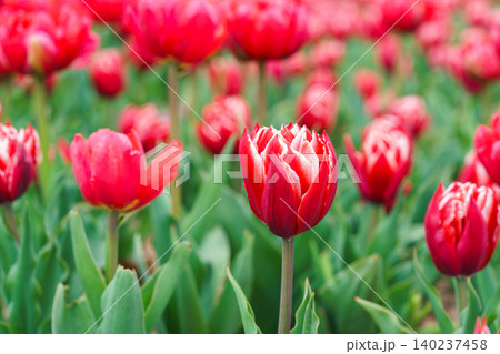 Red peony tulips, Tulipa gesneriana flowers with white edged petals blooming in spring garden Red peony tulips, Tulipa gesneriana flowers with white edged petals blooming in spring garden 140237458