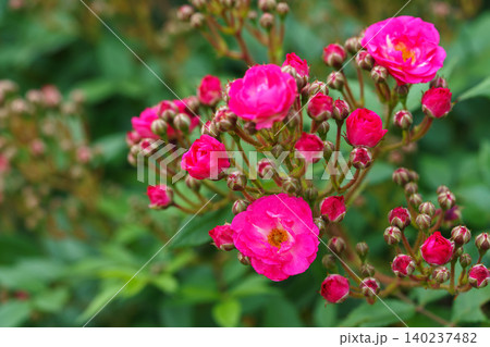 Bush of Floribunda, spray rose with pink flowers in summer garden green background 140237482