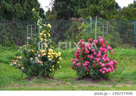 Colorful rose bushes with pink, yellow red blooming flowers in summer garden landscape background Colorful rose bushes with pink, yellow red blooming flowers in summer garden landscape background 140237490
