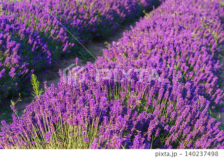 Blooming lavender medicinal herb bush rows with aromatic purple flowers in summer garden landscape Blooming lavender medicinal herb bush rows with aromatic purple flowers in summer garden landscape 140237498