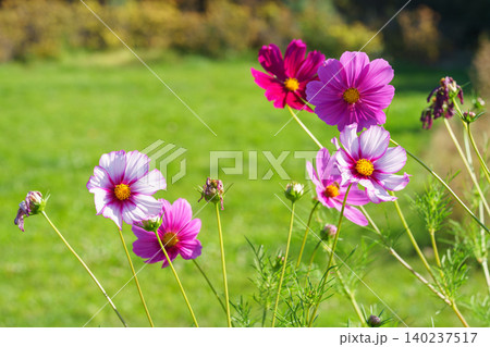 Pink cosmos or Cosmos bipinnatus flowers blooming over green meadow. Ornamental plant, gardening Pink cosmos or Cosmos bipinnatus flowers blooming over green meadow. Ornamental plant, gardening 140237517