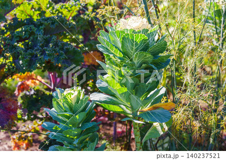 Ornamental cabbage, flowering kale Brassica oleracea plant growing in sunny vegetable garden Ornamental cabbage, flowering kale Brassica oleracea plant growing in sunny vegetable garden 140237521