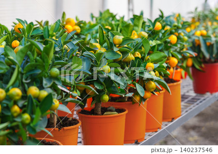 Potted Calamondin Citrus microcarpa tree with orange fruits in garden center greenhouse, flower shop Potted Calamondin Citrus microcarpa tree with orange fruits in garden center greenhouse, flower shop 140237546