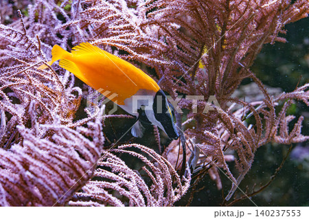 Foxface rabbitfish Siganus vulpinus feeding on coral reef aquarium background Foxface rabbitfish Siganus vulpinus feeding on coral reef aquarium background 140237553
