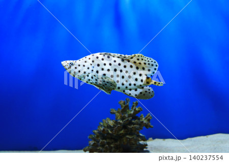 Spotted tropical fish panther grouper, Cromileptes altivelis swimming in blue water above coral reef Spotted tropical fish panther grouper, Cromileptes altivelis swimming in blue water above coral reef 140237554