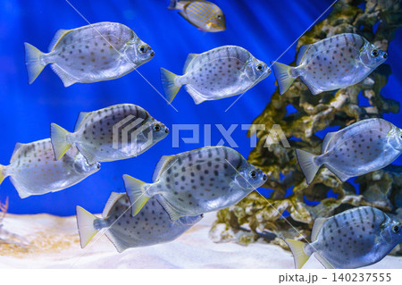 School of silver fish, Scatophagus argus or spotted scat, butterfish swimming on blue underwater 140237555