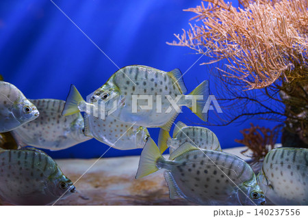 School of silver fish, Scatophagus argus or spotted scat, butterfish swimming on blue underwater School of silver fish, Scatophagus argus or spotted scat, butterfish swimming on blue underwater 140237556